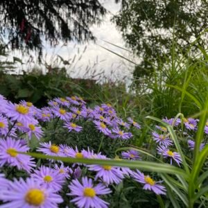 Landschapsborderbox Droogmakerijen