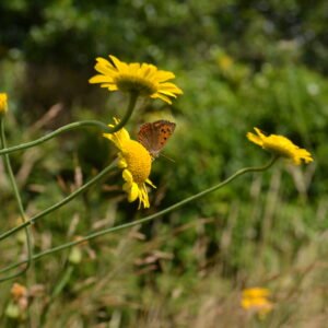 Landschapsborderbox Zuid-Nederlands zandlandschap